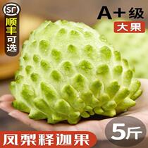 Taiwans big-eye custard apple in season custard apple Buddhas head fruit pregnant womens fruit 5 pounds of pineapple custard apple SF Express