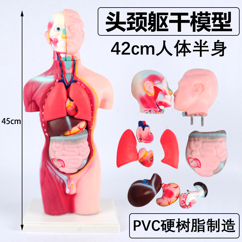 39053少年人体半身模型人体头颈躯干内脏器官心脏消化系统结构解剖初中生物模型教具医学生教学小学科学