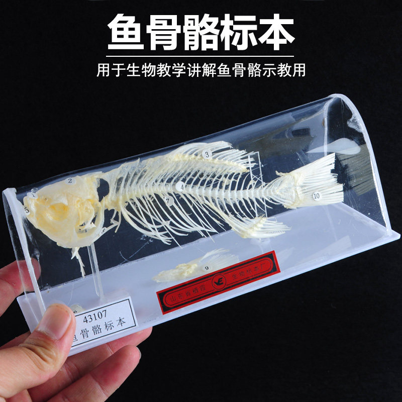 鱼骨骼标本 J4121 鲫鱼骨骼生物标本模型初中高中生物模型教学仪器实验器材教具教学仪器