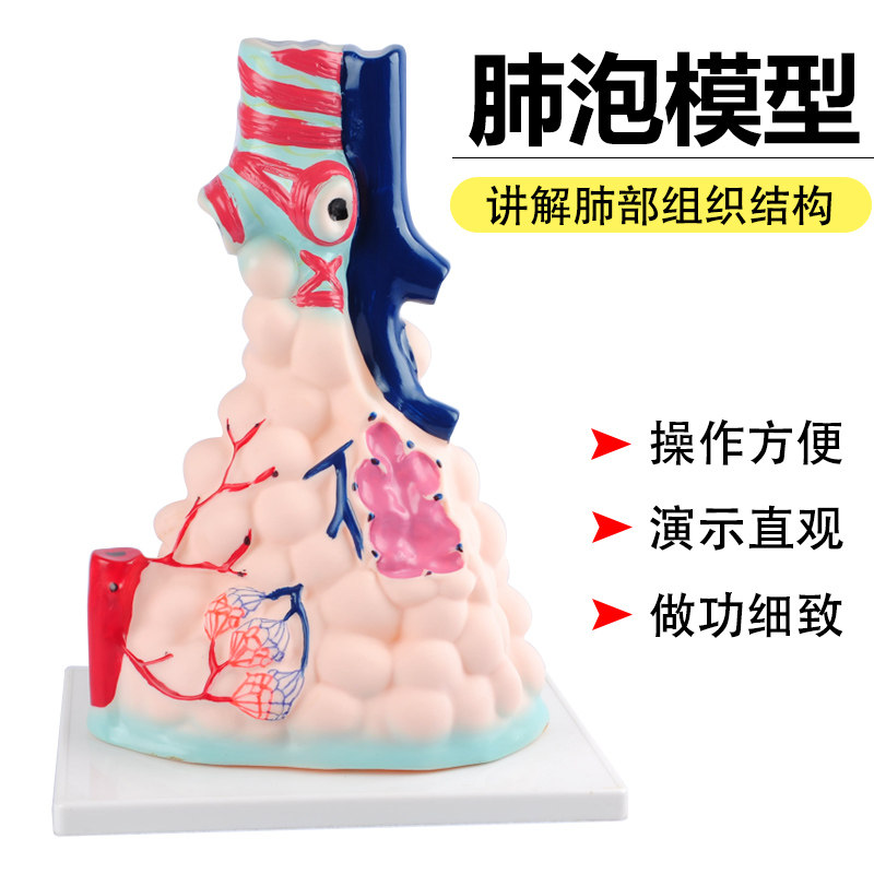 33210肺泡模型 肺泡放大模型 讲解肺的组织结构 人体肺部解剖生物教学实验仪器材 肺部模型