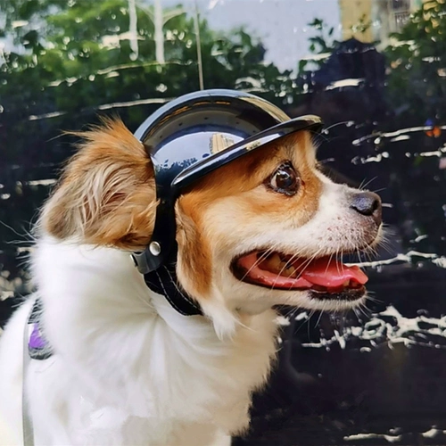 Шлем для выхода на улицу, ветрозащитные очки, бейсболка, шапка, защита транспорта, кот