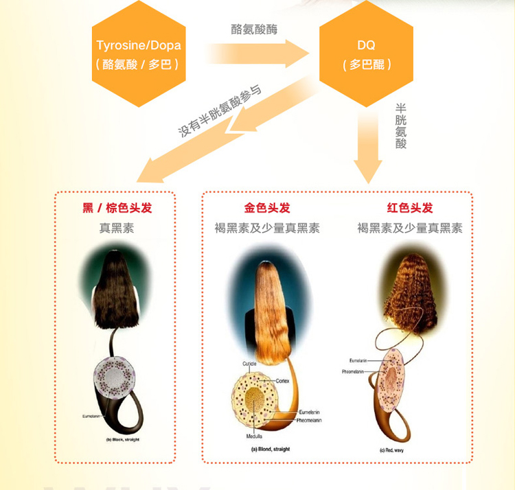 GNC 健安喜谷胱甘肽