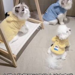 Dog Clothes Autumn and Winter Clothes Teddy Sherina Small Size Dogs Internet Red Dog Anti-Hair Cat Pet Fleece-lined Sweatshirt Clothes