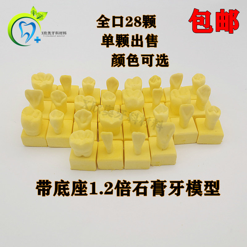 牙科28颗牙齿标准石膏模型 1.2倍恒牙带座模型 学生雕牙参照模型
