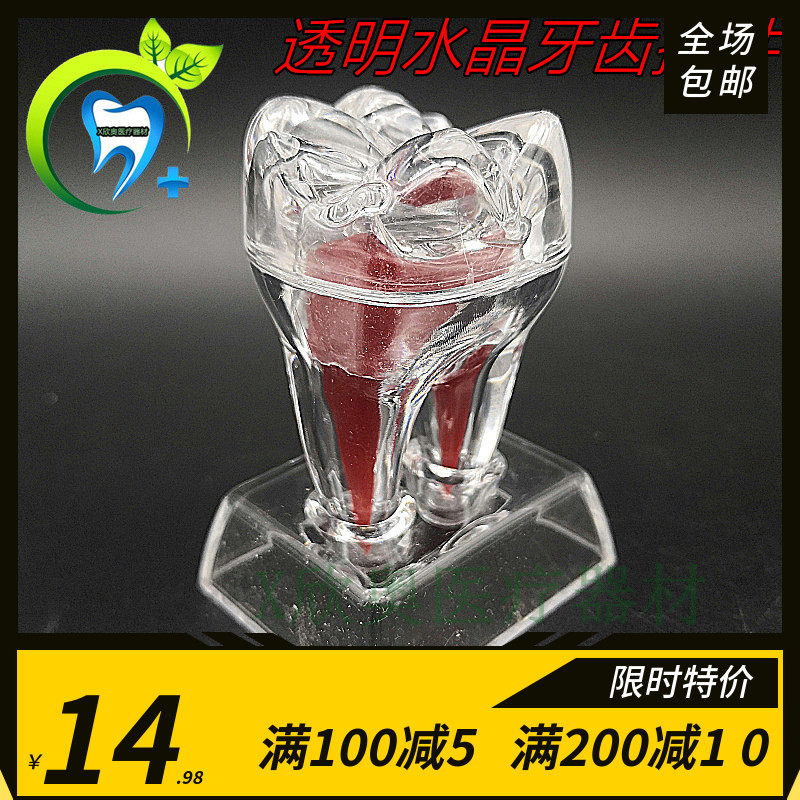 牙科 牙齿分解模型 可拆卸牙齿解刨 水晶透明款牙齿摆件 齿科饰品