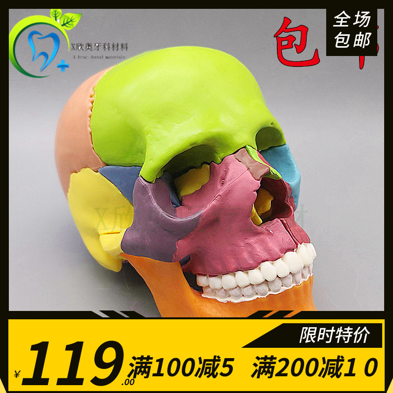 牙科1:2彩色头颅骨模型 头颅模型小头骨解部模型 可拆15部件模型