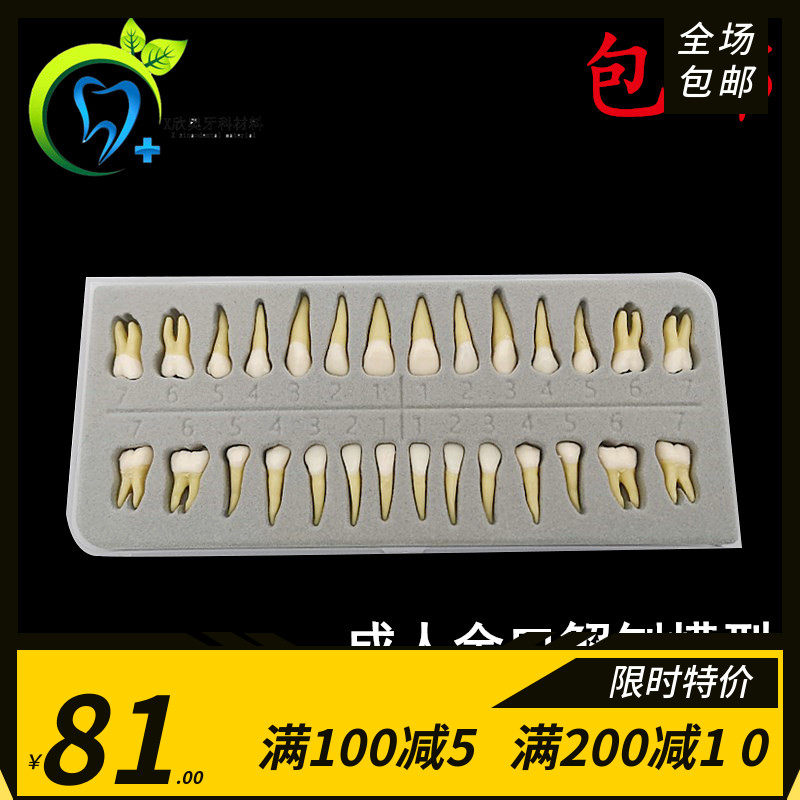 牙科口腔模型28颗双色恒牙 带牙根开髓离体牙 成人全口双色开髓牙