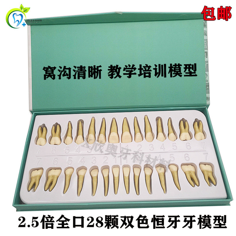 牙科仿真离体牙 口腔教学模型 2.5倍放大 双色恒牙带牙根成人口腔