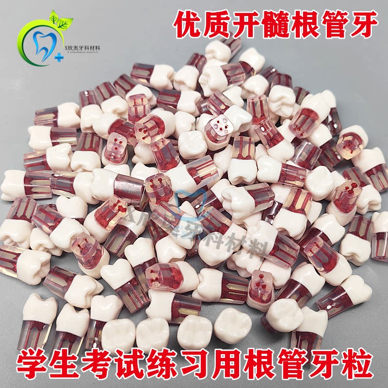 牙科离体根管牙考试练习专用备牙模型口腔开髓树脂牙仿真牙齿带髓