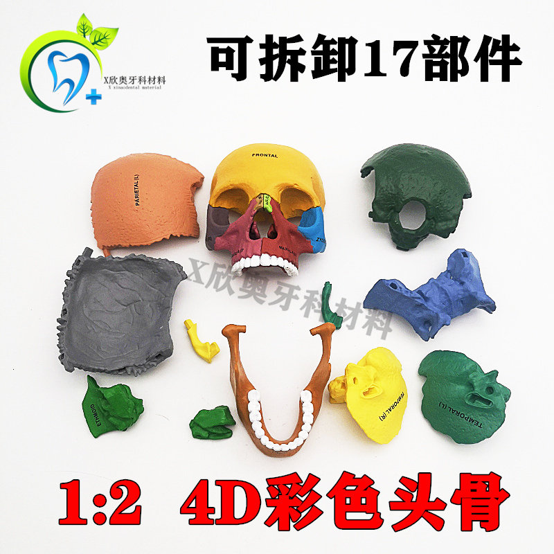 牙科口腔教学模型 1:2可拆分头颅模型 彩色头骷髅 头模可拆17部件