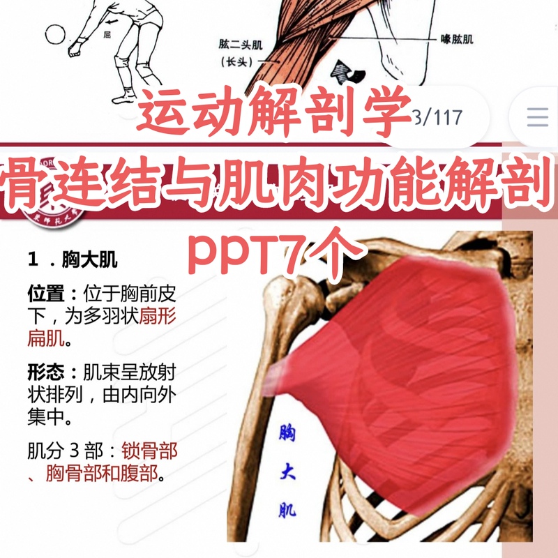 Bone Connection and Skeletal Muscle Functional Anatomy Ppt Courseware Musculoskeletal Movement Anatomy Courseware Slides