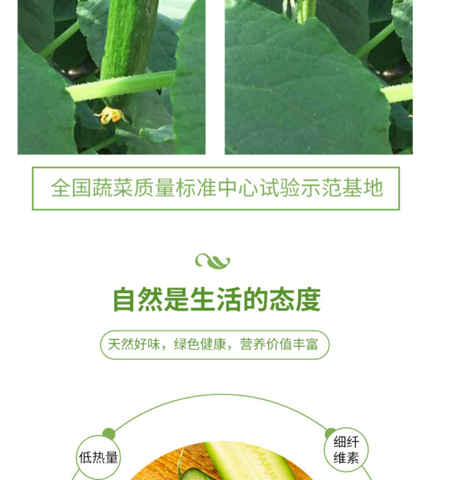 【现摘现发】寿光新鲜水果黄瓜5斤