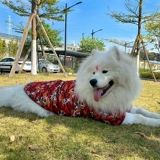 Новогодняя праздничная одежда с большой собакой осень и зимнее платье Два казахо -аляска средняя большие собаки зимние домашние животные