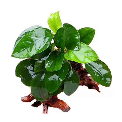 Четыре сезона ювелирные украшения тропическая рыба вода Фикус зеленое растение сажает вода трава живые пресноводные растения