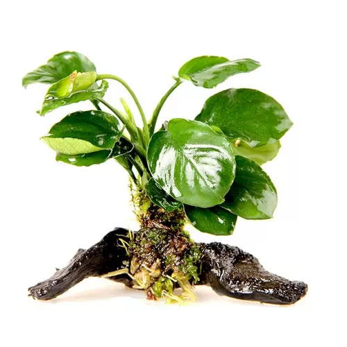 Четыре сезона ювелирные украшения тропическая рыба вода Фикус зеленое растение сажает вода трава живые пресноводные растения