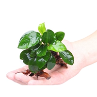 Фиолетовый