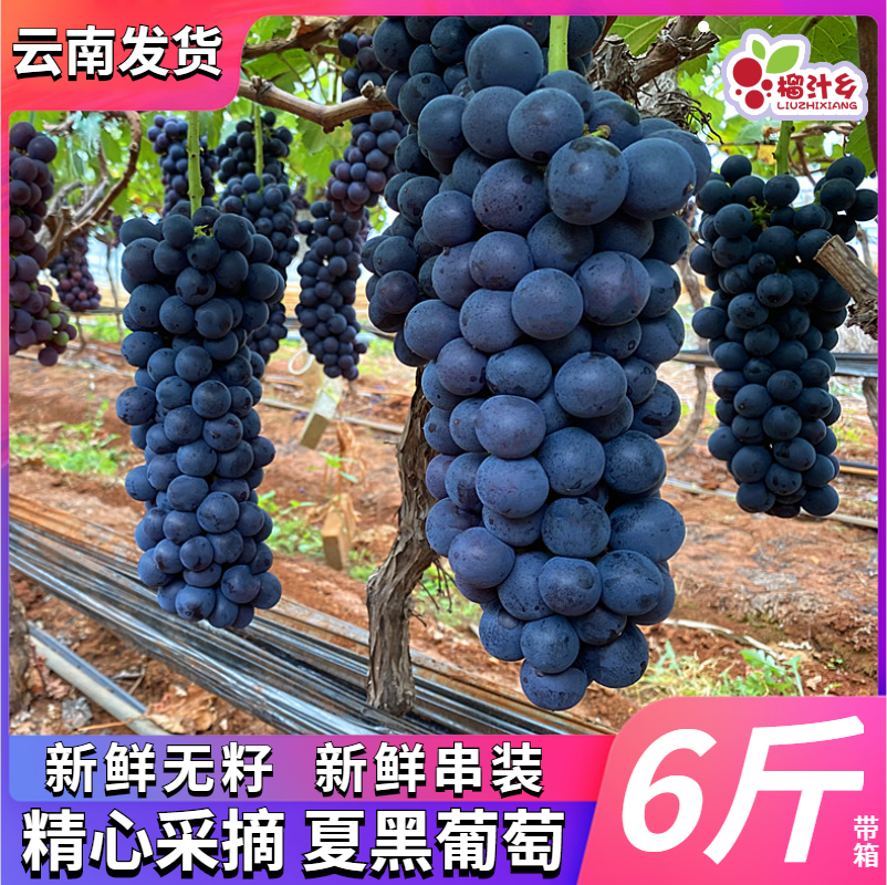Durian Juice Township Yunnan Summer Black Grape Fresh Grape Seedless Black Ti Pregnant Woman Fruit Black Fat BlackCurrant Giant Peak