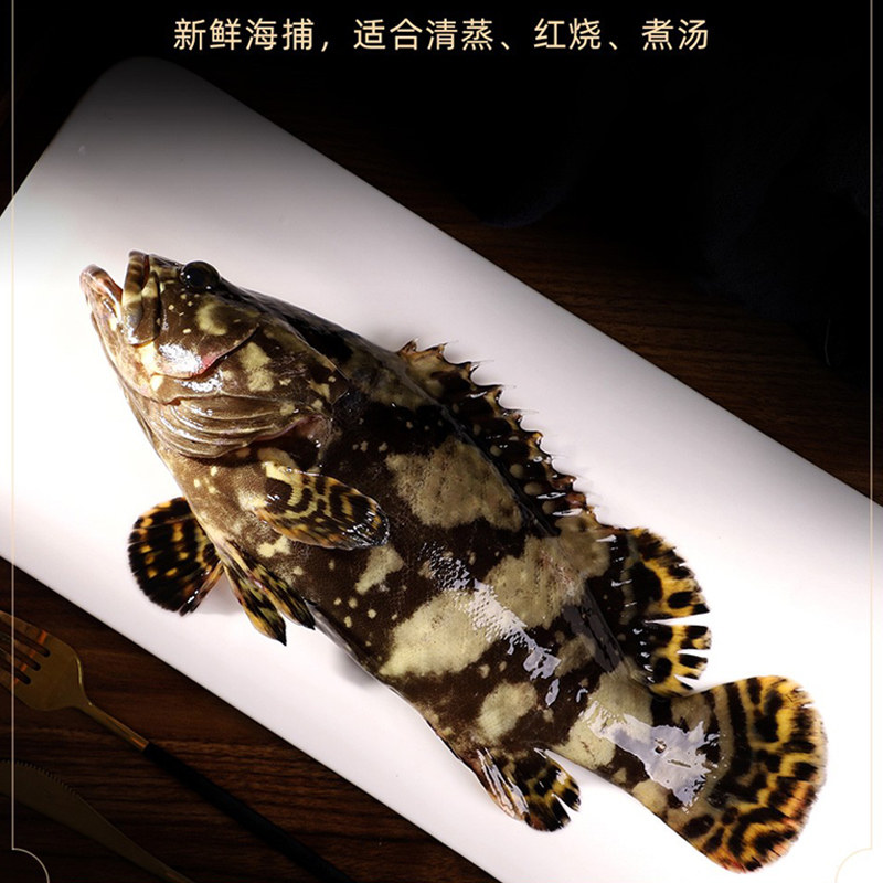 龙趸鱼多少钱一斤?揭秘高端海味的价格秘密🐟-商品-淘宝百科网
