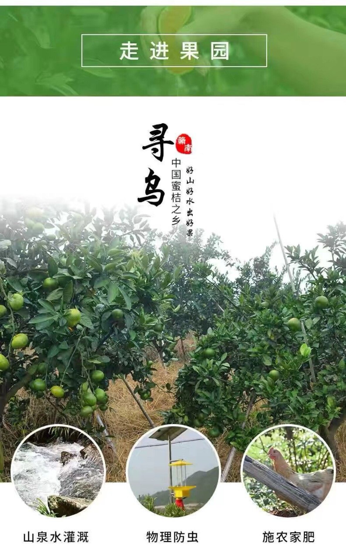 寻乌蜜桔供应链