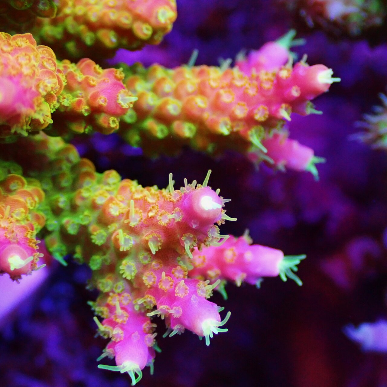 将来さん樣專用珊瑚 将来さん樣專用珊瑚