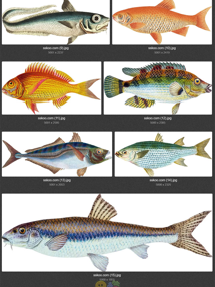 复古彩色写实手绘海产水产河流海洋鱼类插画AI矢量图PNG设计素材插图3