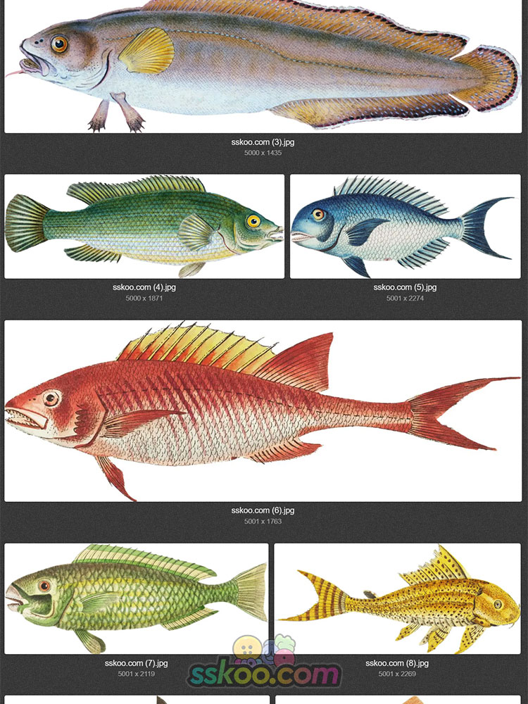 复古彩色写实手绘海产水产河流海洋鱼类插画AI矢量图PNG设计素材插图2