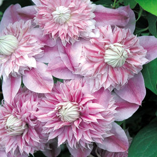 Clematis early flowering large flower group flower seedling climbing plant