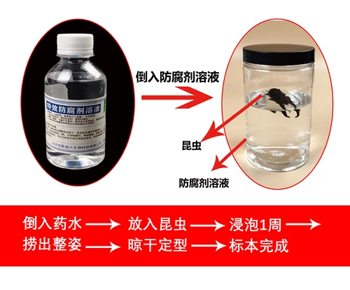 Образы насекомых Специальный эффект консервантный раствор модернизированная версия сушеных жуков Антиверсионная стерилизация, дезодоризация, обратная сторона, вода с удалением мягкой воды
