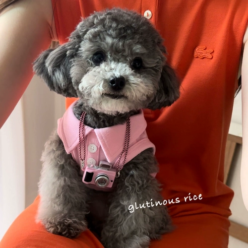 Собачья одежда Летний жилет маленькие щенки в летнем плюшевая плюшка для домашних животных кошек бом ми -пинбин весна и лето тонко