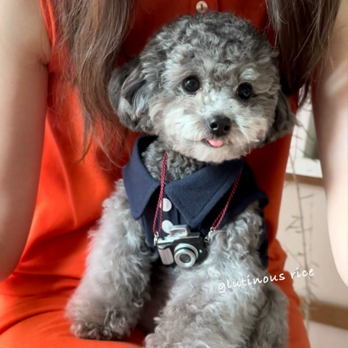 Собачья одежда Летний жилет маленькие щенки в летнем плюшевая плюшка для домашних животных кошек бом ми -пинбин весна и лето тонко