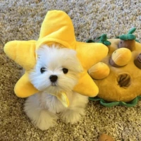 Шляпа в виде морской звезды (подходит для веса от 3 до 15 фунтов)