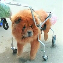 Medium and large elderly dog ​​paralyzed limb weakness dog auxiliary bracket forelimb disability spine damage fracture dog wheelchair