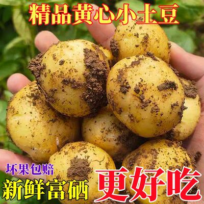 Картофель Hubei Enshi, свежий альпийский желтый сердечко, маленький картофель, выращенный на ферме картофель, монета, мини-картофельная мука