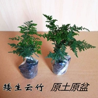 Оригинальный горшок с горшечным горшечным облачным бамбуковым бамбуком Таншан Дварфянный облачный бамбук для горшков на рабочем столе офис офис