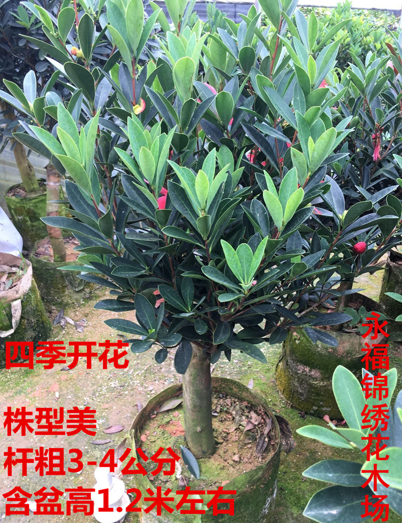 Rare camellia seasons cuckoo red camellia tea potted seedlings interior courtyard balcony green plant flowers bag in the mail