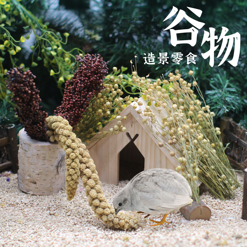 Rutin Chicken Pet Grain Ear Wheat Ear Set Edible Landscaping Decoration Supplies Natural Snack Hamster Grinding Teeth