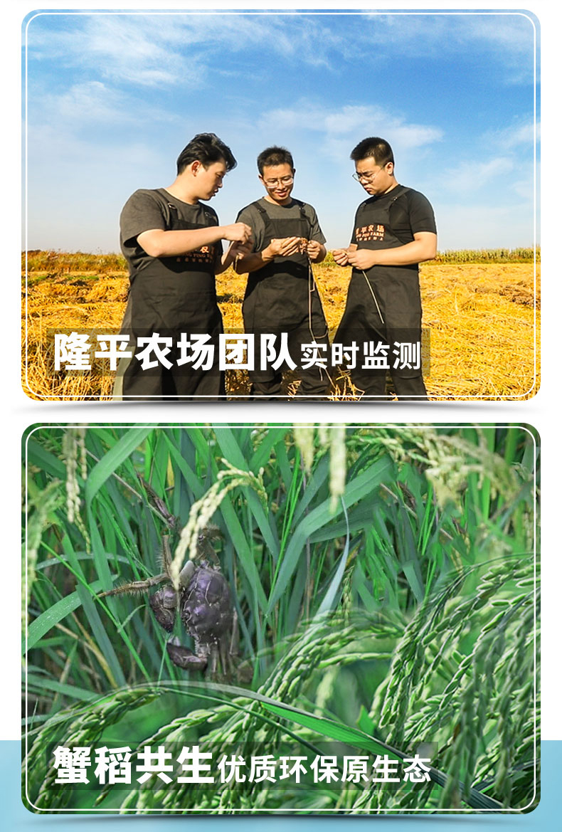 袁隆平 辽河基地大米东北新米 10斤*2件 图4