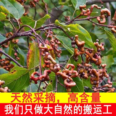 Jujube fresh and dried natural Wanshou fruit chicken claws pear zizzu Golden Hook Wine raw material special natural jujube