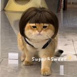 Парики для домашних кошек, голова бобо, челка, золотые три шкафа, те же капюшоны, собака дуйин сеет