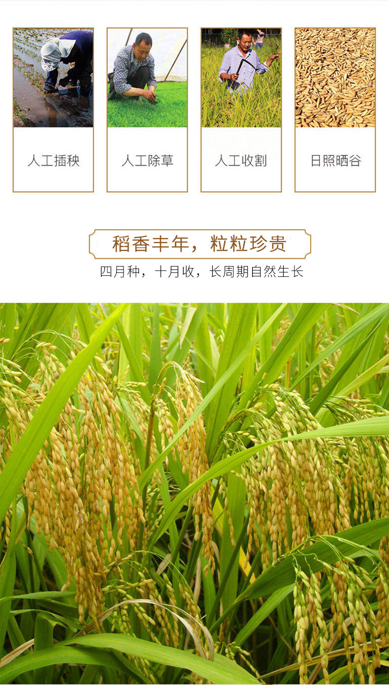 黑龙江寒地长粒香米5斤 图5