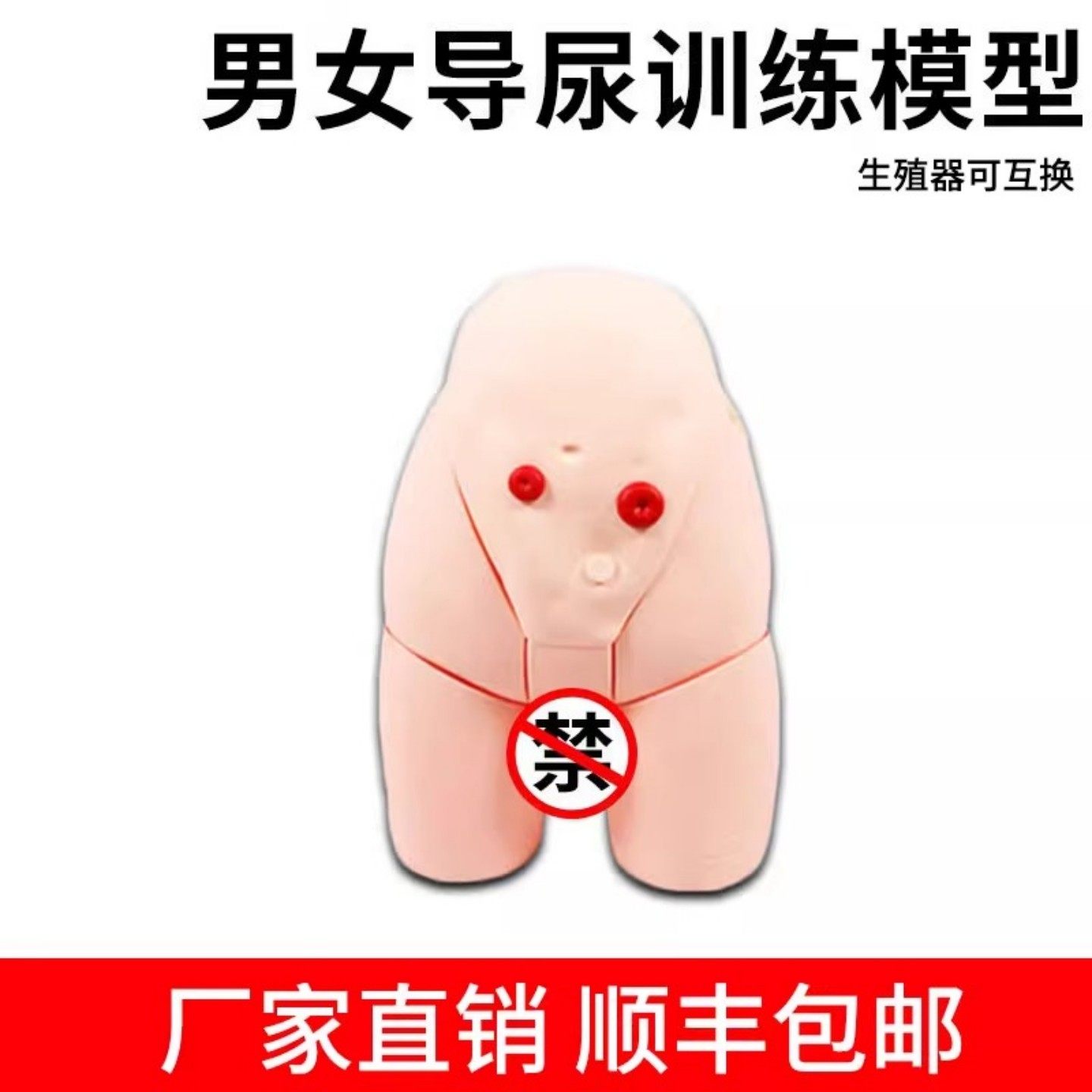 医学教学导尿模拟人模拟护理男女性别可互换练习模型