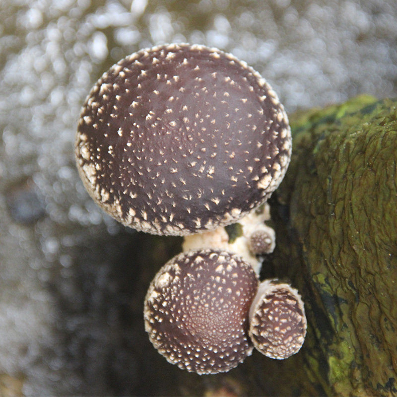 Fresh Shiitake mushroom Miyun local fresh mushrooms are now picked 250g