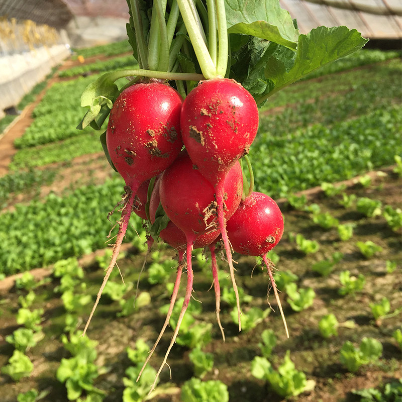 Miyun cherry radish fresh vegetable farm-grown small carrot crispy sweet juicy freshly pulled rouge radish 1 catties