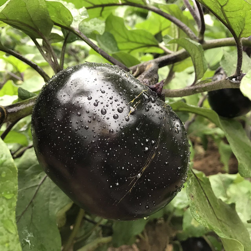 Round eggplant Fresh vegetables Farm-produced Miyun local seasonal vegetables Purple-skinned eggplant crispy tender meat hypertrophic