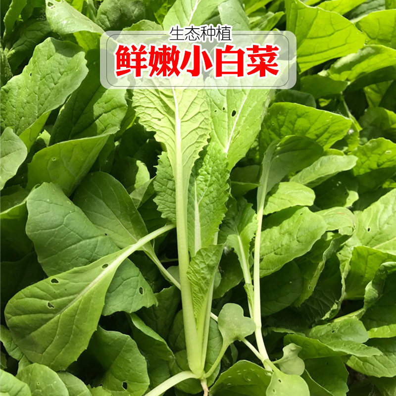 Fresh vegetables Cabbage Seasonal fresh green leafy vegetables Baby food vegetables 300g