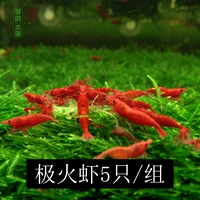 Пять пожарных креветков 5 групп