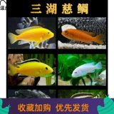 [Тигр] Чистокровный импортный Sanhu Cichigra Live Fish Клянка тропическая обаста рыба пресноводная домашние животные домашние животные