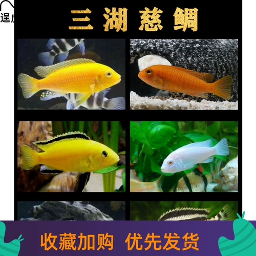 [Тигр] Чистокровный импортный Sanhu Cichigra Live Fish Клянка тропическая обаста рыба пресноводная домашние животные домашние животные