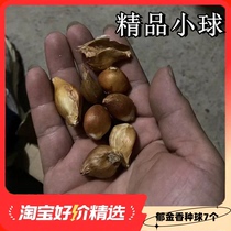 7 tulip small ball potted soil-raised double-petaled four-season easy-to-live hydroponic plants 7 flower bulbs indoor and outdoor