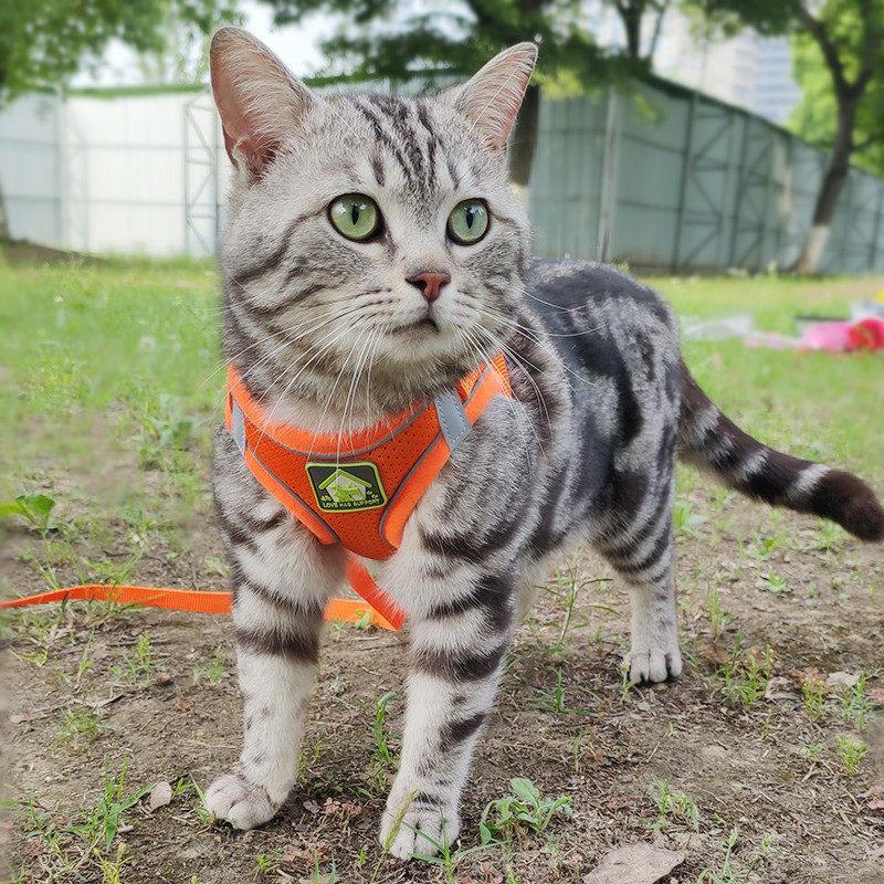 Cat traction rope anti-breakaway walking cat rope cat rope cat traction outside traction rope slipping cat artifact cat chain